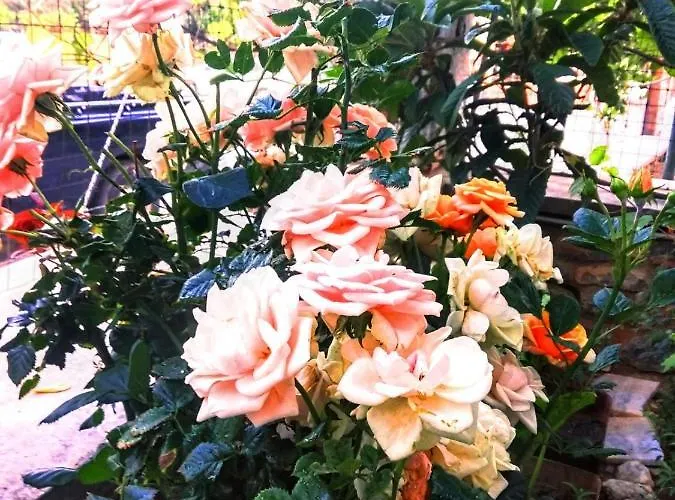 شقة Petroula Ii *